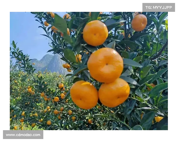 高地红石榴种植技巧与管理方法助力丰收美果的全面解析 高地红石榴种植技巧与管理方法助力丰收美果的全面解析